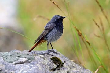 Hausrotschwanz-Männchen // Black redstart - male (Phoenicurus ochruros) 