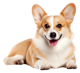 Obraz premium PNG Mammal animal puppy pet.