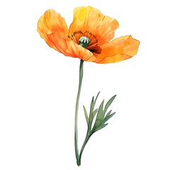 Naklejka premium Watercolor Orange Poppy Isolated on White Background. Beautiful Poppy Flower