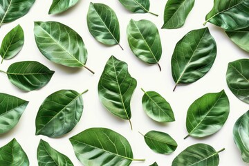 Fototapeta premium A close-up shot of a bunch of green leaves arranged neatly on a white surface