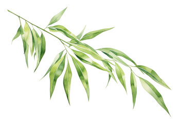 Fototapeta premium PNG Bamboo plant herbs leaf.