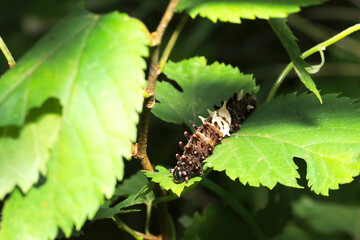 食草を求めて移動する白黒カラーのジャコウアゲハ蝶の幼虫（自然光＆ストロボ・マクロレンズ接写）
