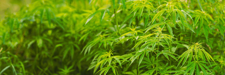 Legal Green Marijuana Cannabis Leaves Growing At Farm In Summer Day, Beautiful Cannabis Background. Cultivation Background. Marijuana Cultivation Green Lush Background Of Leaves. Young Cannabis Plant