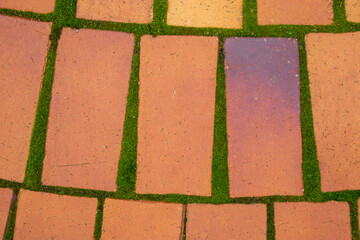 Sidewalk covered with moss. A top view of yellow slab sidewalk with moss in between. Close-up. Background. Texture