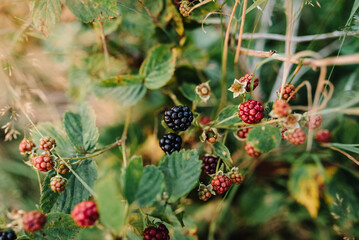 Delicious blackberries on a green branch in the forest in the mountains. High quality photo. Selective focus berries. Closeup of ripening blackberries.