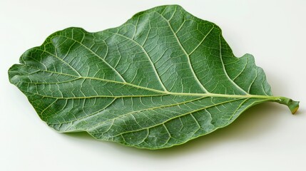 A fresh green leaf showcasing intricate veins and vibrant color, ideal for botanical and nature-themed projects.