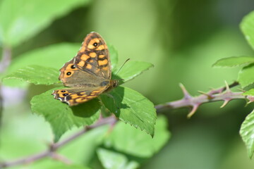 Speckled wood butterfly (Pararge aegeria 