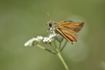 Golden butterfly on a flower with green blurred background