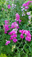 Sweet Pea vine with purple blossoms. Lathyrus tuberosus grows among the grasses in the garden