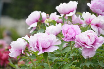 ピンク色のボタン