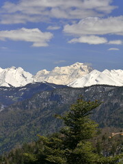 Fototapeta premium pine tree and alpine forest and Mont Blanc in the background with snow capped summit and blue sky with clouds seen from mont Baron in Haute savoie