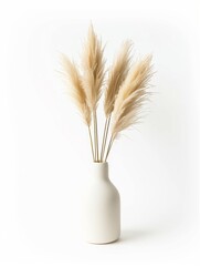 Dry pampas grass plant in vase, isolated on white background, minimalist clean design decoration