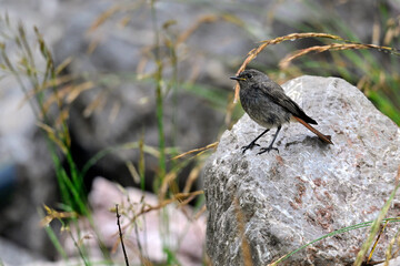 Hausrotschwanz - junges Männchen // Black redstart - young male (Phoenicurus ochruros) 