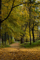Autumn landscape path with fallen leaves