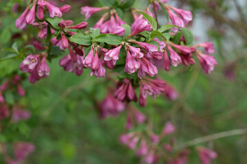 weigela early spring natural background