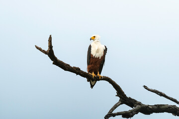 Pygargue vocifère, Pygargue vocifer, African Fish Eagle, Aigle pêcheur d'Afrique, Haliaeetus vocifer, Afrique