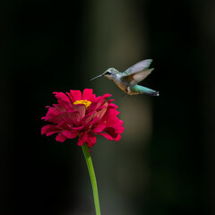 hummingbird feeding on red flower
