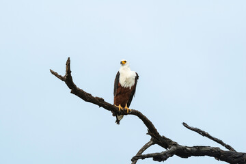 Pygargue vocifère, Pygargue vocifer, African Fish Eagle, Aigle pêcheur d'Afrique, Haliaeetus vocifer, Afrique