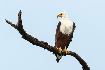 Pygargue vocifère, Pygargue vocifer, African Fish Eagle, Aigle pêcheur d'Afrique, Haliaeetus vocifer, Afrique