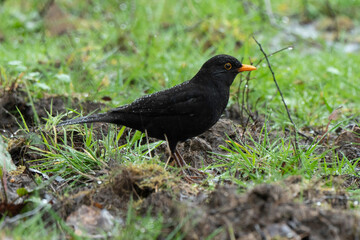 Merle noir,.Turdus merula, Common Blackbird