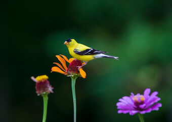goldfinch on orange zinnia