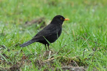 Merle noir,.Turdus merula, Common Blackbird