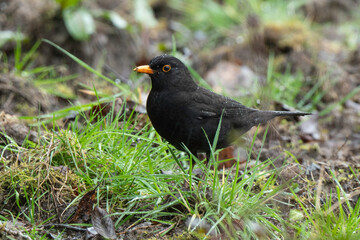 Merle noir,.Turdus merula, Common Blackbird
