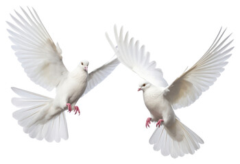 Fototapeta premium PNG Graceful white doves in flight