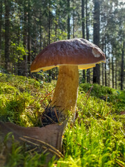 mushroom boletletus on moss in the forest, sunny day
