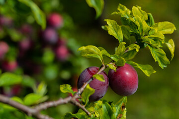 red plums on a tree