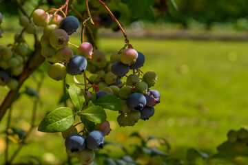 close up of fresh ripe berries on branch with green leaves in the garden, organic harvest