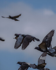 Lots of pigeons flying in the blue sky