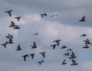 Lots of pigeons flying in the blue sky