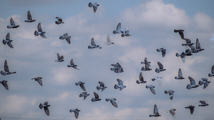 Lots of pigeons flying in the blue sky