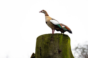 Egyptian Goose Perched on a Weathered Tree Stump Against a Gray Sky