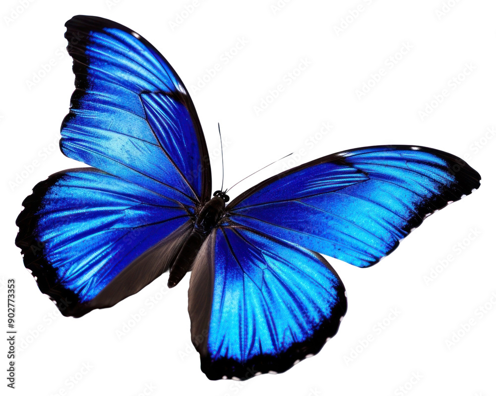 Wall mural png blue butterfly animal insect white background.