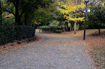落ち葉の公園