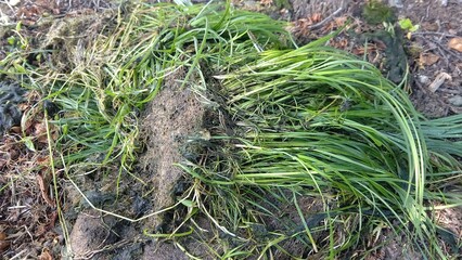 水路に詰まる草