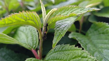 紫陽花の葉に止まる虫