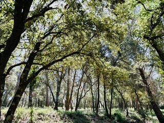 Beautiful forest landscape with trees.
