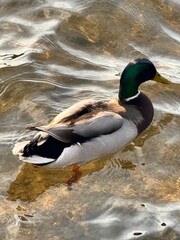 duck on the water