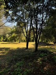 Beautiful forest landscape with trees.
