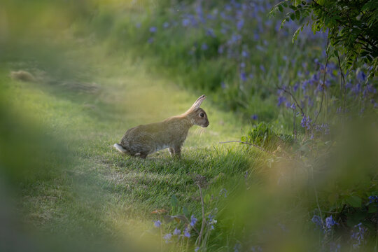 Rabbit in the Sun