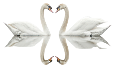 PNG Elegant swans reflecting serene love