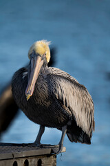 Brown Pelican