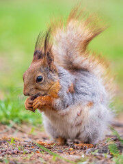 Squirrel eats a nut while sitting in green grass. Eurasian red squirrel, Sciurus vulgaris