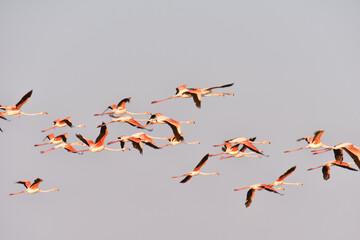 Fenicotteri © Federico