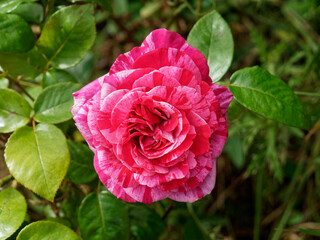 Rose bicolore rouge et rose dans un jardin