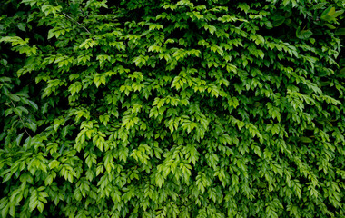 Small green leaves in hedge wall texture background. Closeup green hedge plant in garden. Eco evergreen hedge wall. Natural backdrop. Beauty in nature. Green leaves with natural pattern wallpaper.