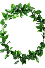 Fototapeta premium A circular arrangement of green leaves on a plain white surface